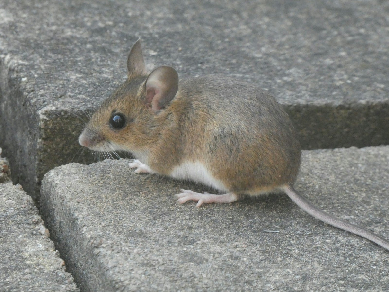 Mouse on a foundation block — rodent control and exclusion for acreage and ranch properties in Kathleen, FL