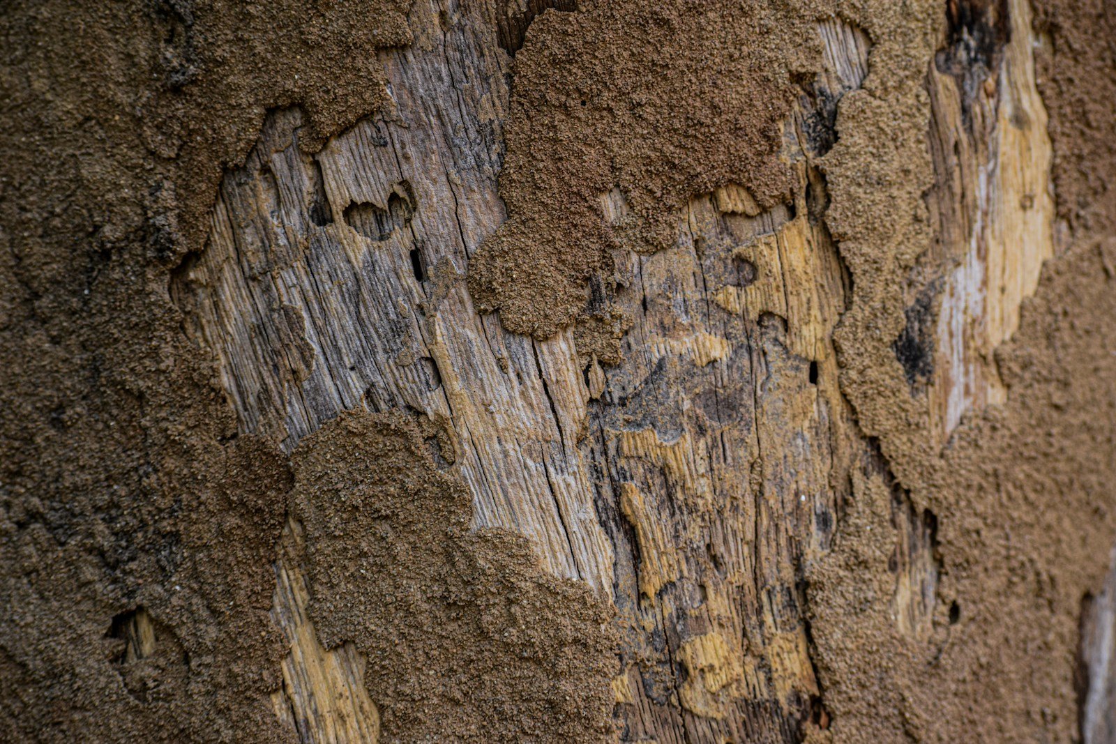Termite-damaged wood with hollowed galleries in a Polk County, Florida home