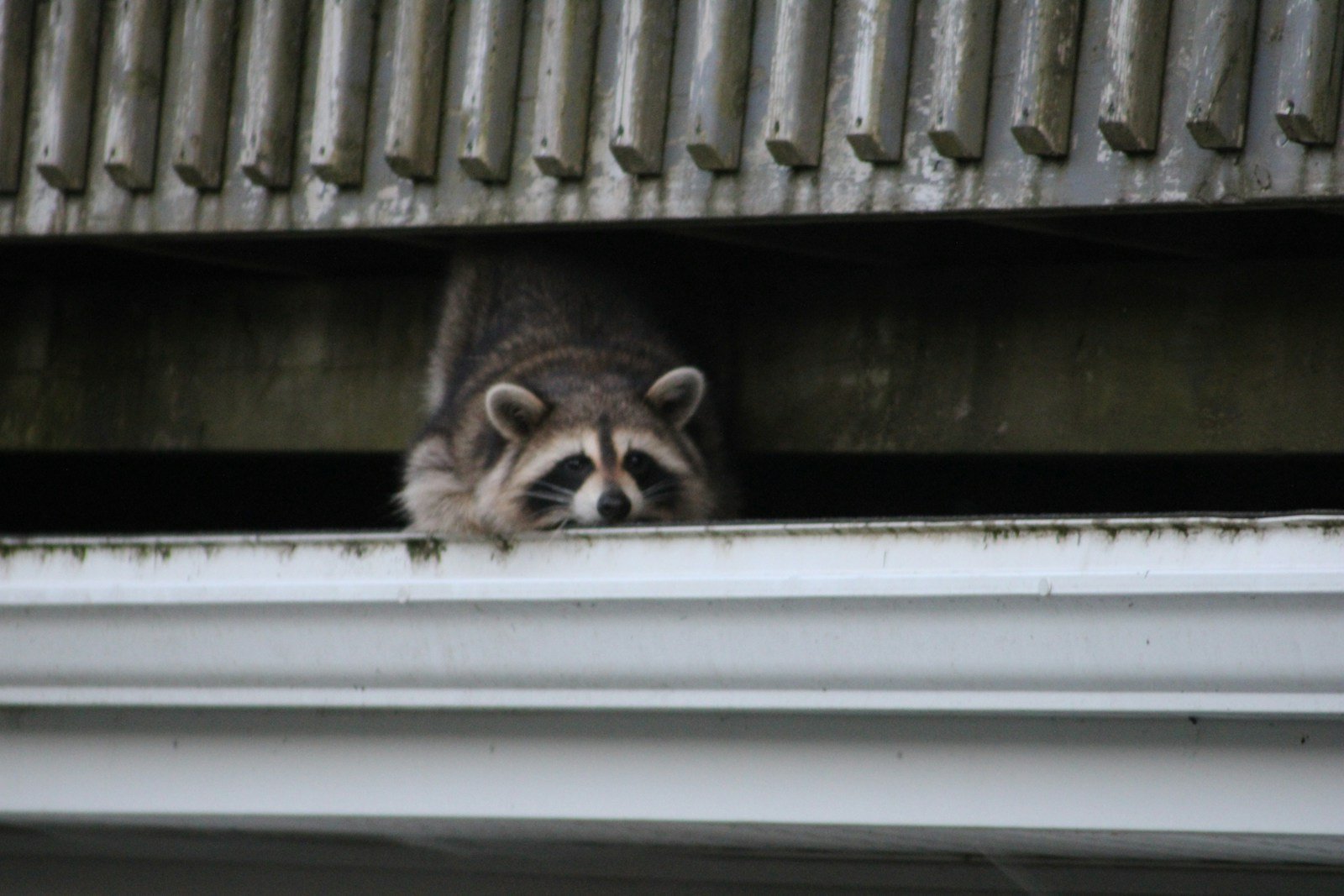 Raccoon on the exterior of a Polk County home near the roofline