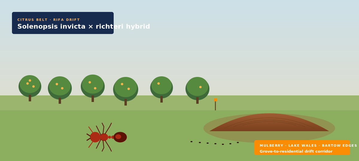 Red imported fire ants — new sod fire ant colonization in Highland City FL subdivisions