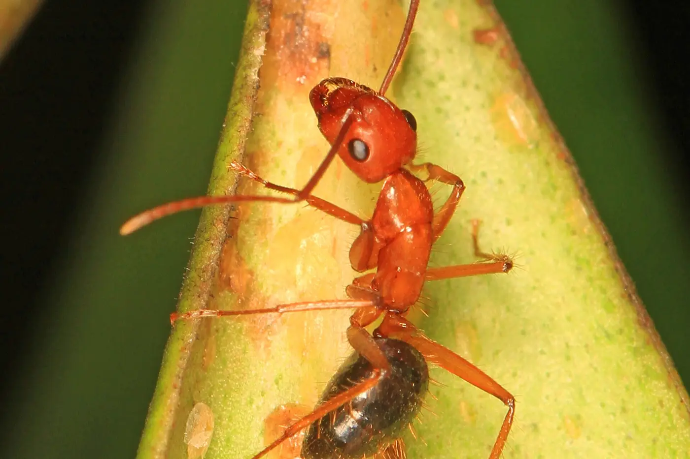 Florida carpenter ant (Camponotus floridanus) worker on vegetation — one of the most common ant species entering Lakeland and Polk County homes