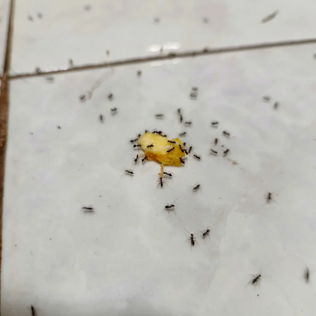 Ants swarming crumbs on a kitchen floor, the trail behavior that brings Bartow, FL homeowners to call for ant control