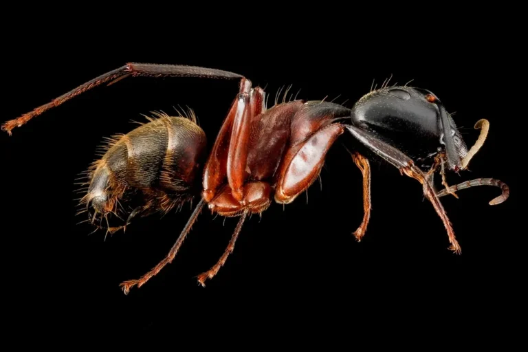 Florida carpenter ant in macro detail — a frequent kitchen and wall-void invader in Haines City FL