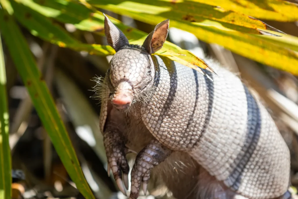 Nine-banded armadillo foraging in turf grass, the digging behavior behind lawn damage calls across Polk County, FL