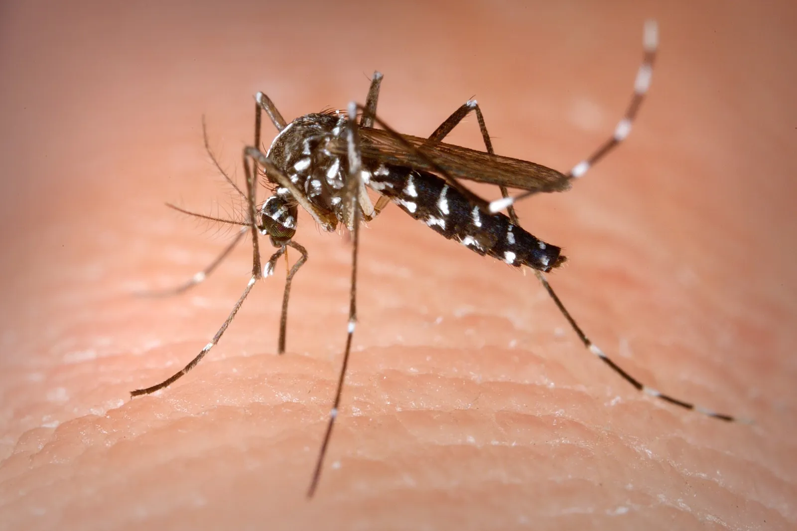 Asian tiger mosquito feeding — the striped daytime biter behind many Orlando FL backyard infestations