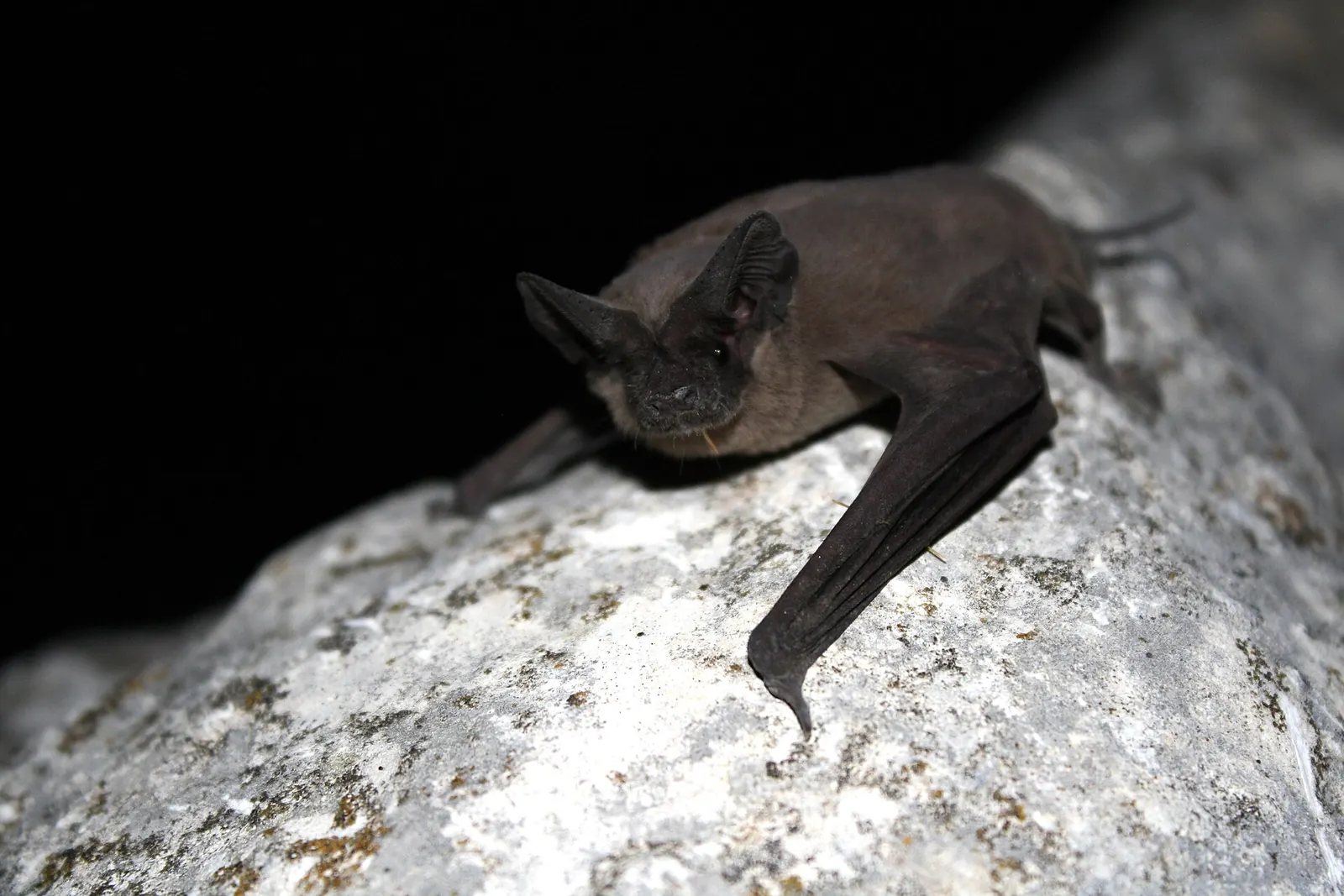 Bat roosting on a rock face, illustrating the protected wildlife behind maternity-season restrictions in Polk County FL