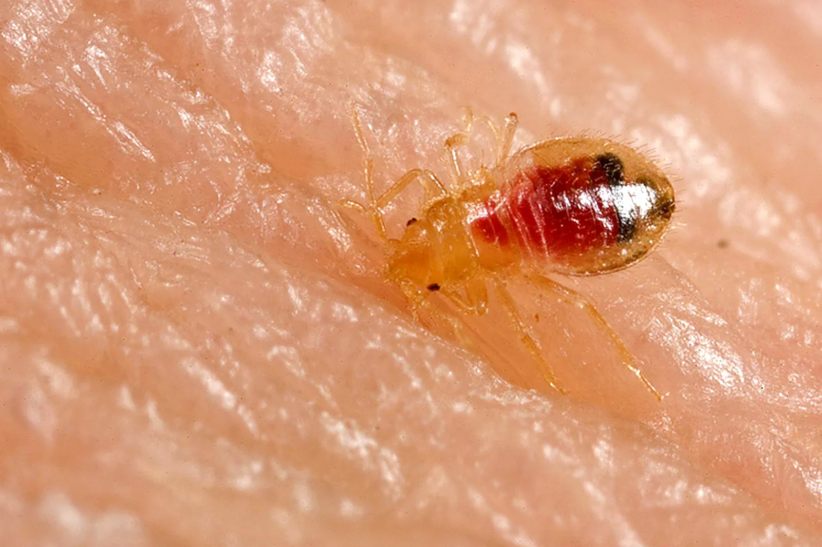 Translucent bed bug nymph after feeding, the early-stage evidence a Sarasota FL inspection is designed to catch before an infestation matures
