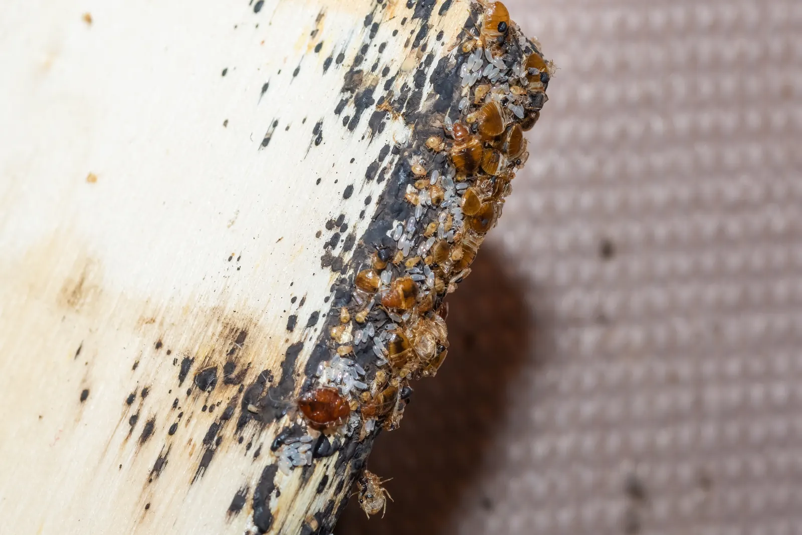 Bed bug adults, eggs and fecal staining on a bed slat — the confirmation evidence Miami FL operators look for