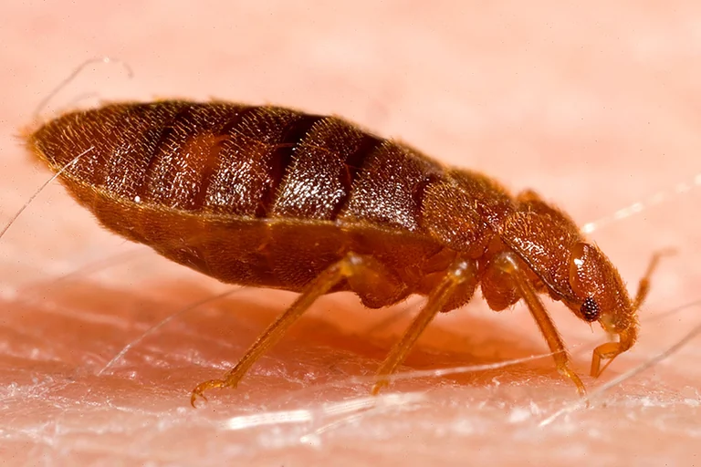 Close-up of an adult bed bug, Cimex lectularius, the pest behind Lakeland FL's rental-turnover and travel-driven infestation pattern