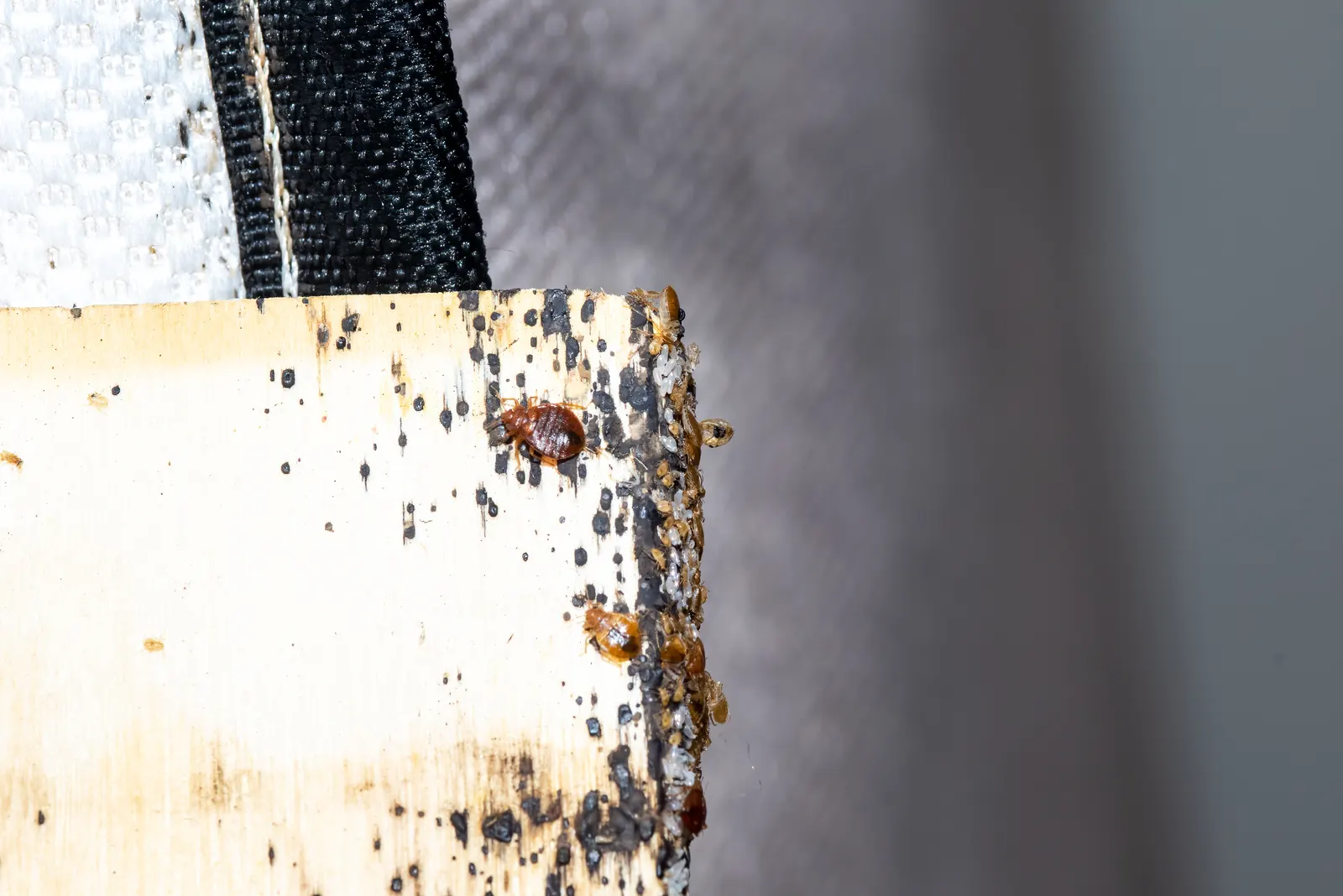 Bed bugs, nymphs and eggs on a wooden bed slat — the confirmation evidence Jacksonville FL inspections document