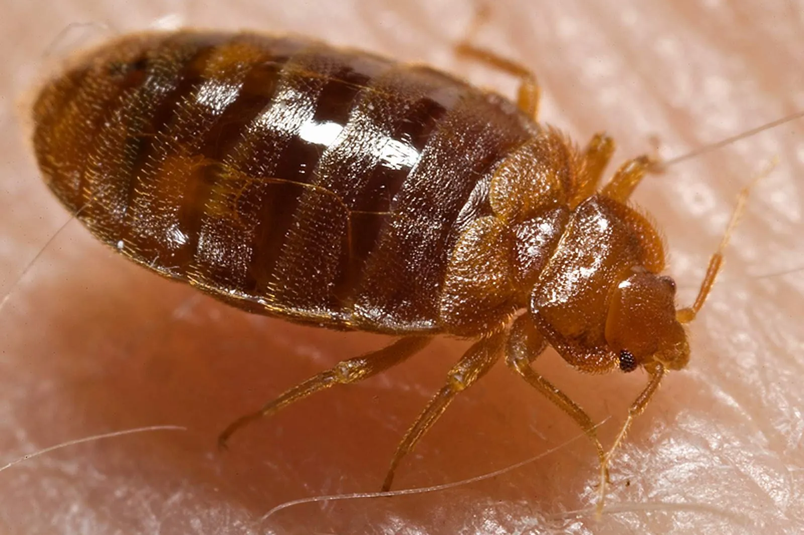 Adult bed bug in close detail — the hitchhiker Kissimmee FL vacation rental turnover checks are designed to catch