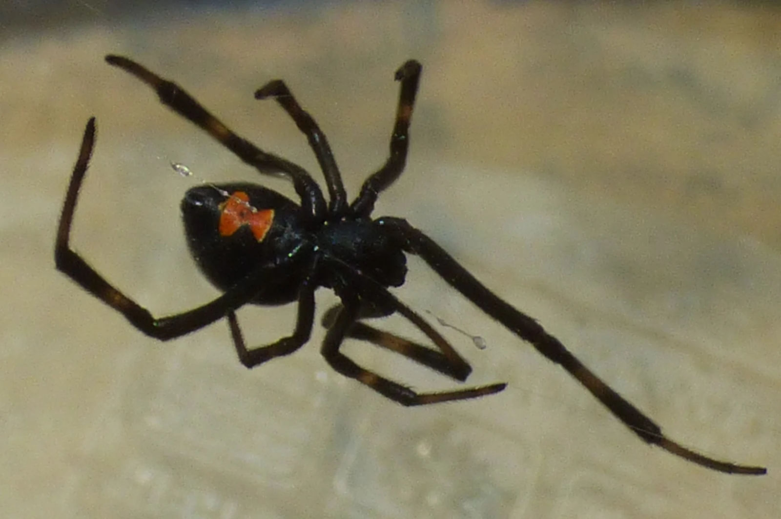 Widow spider hanging in its tangled web, showing the body shape used to tell brown widows from black widows in Polk County FL