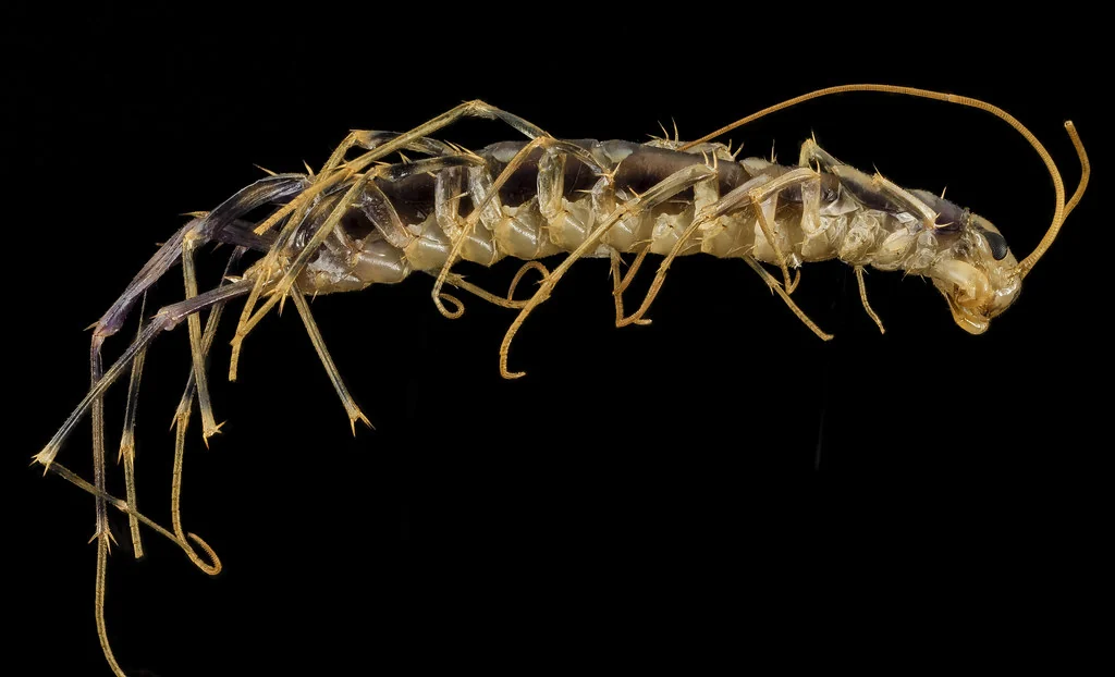 House centipede specimen showing its many legs, one of the crawlers that surfaces after Central Florida rain in Lakeland FL