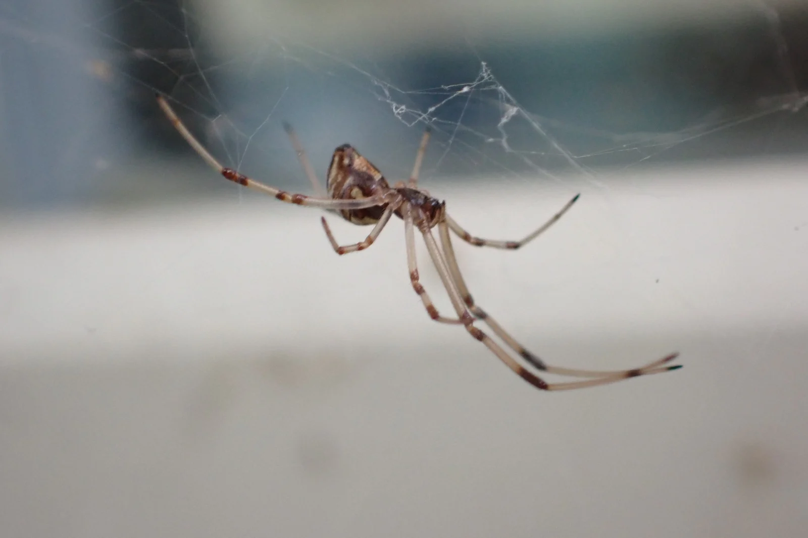 Long-legged web spider suspended in its web, one of the common house and garden spiders found around Lakeland FL