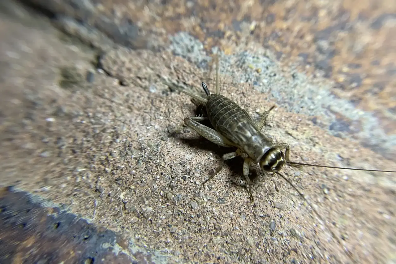 Field cricket on a stone surface, the source of the mid-summer chirping inside Lakeland FL homes