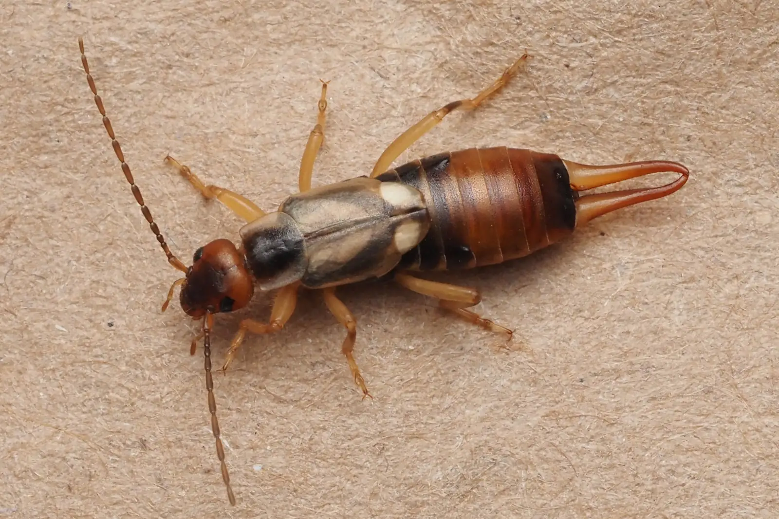 Adult earwig with rear pincers on a tan surface, the pest found in Lakeland FL bathrooms and mulch beds