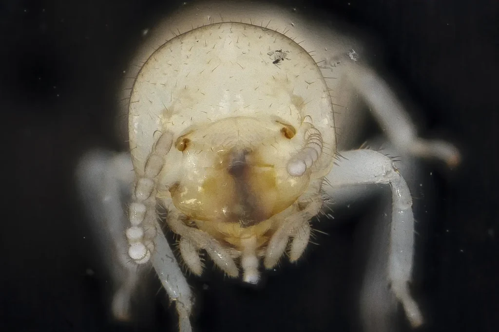 Eastern subterranean termite worker (Reticulitermes flavipes) in macro detail — Polk County's most common termite