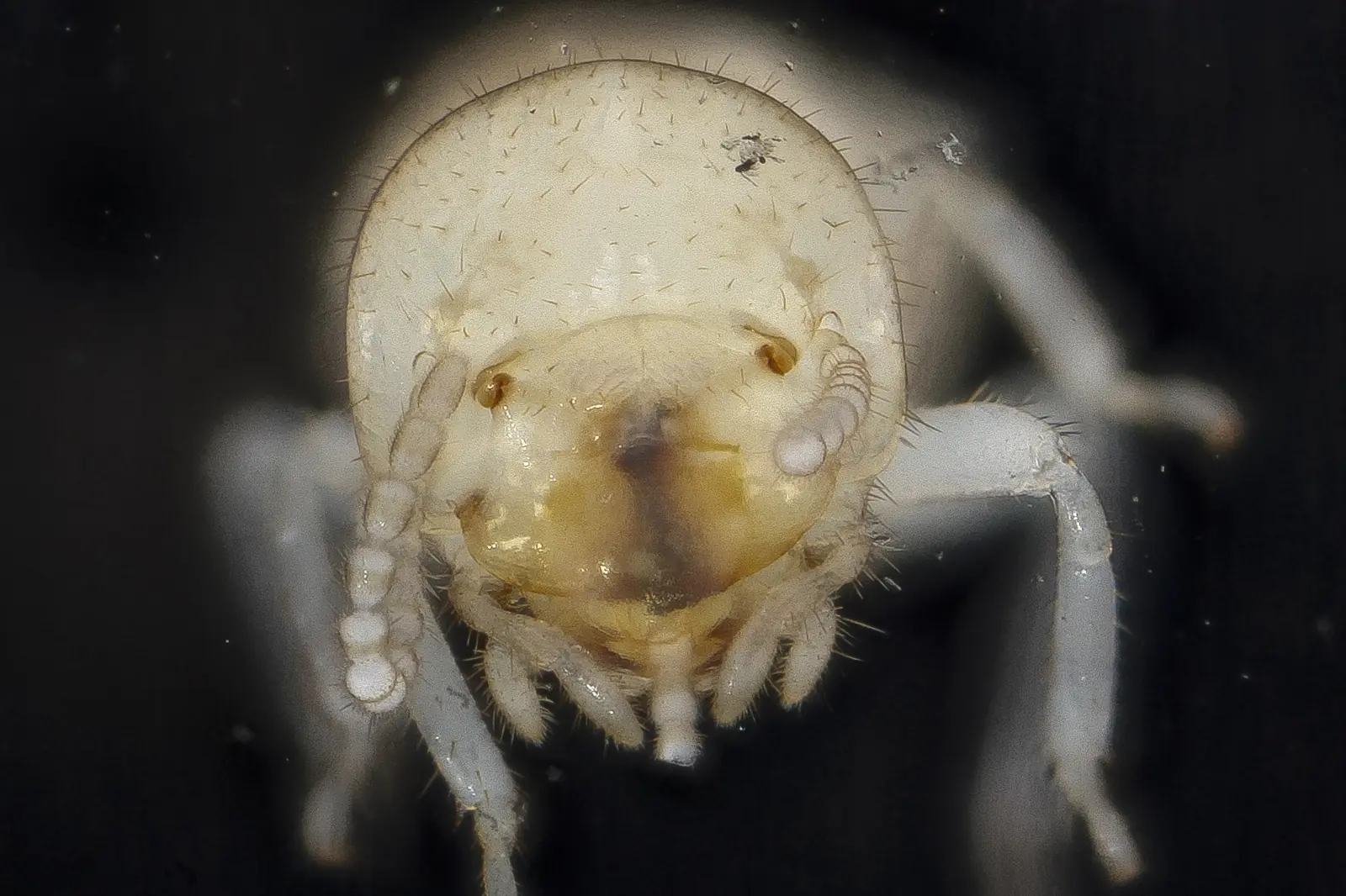 Eastern subterranean termite workers — Tallahassee FL's red clay soil holds the moisture these colonies follow to foundations