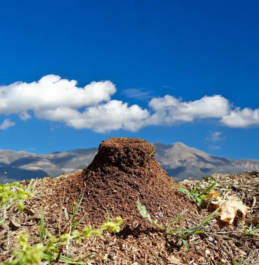 Fire ant mound — the first-year pest wave in Bradenton FL east-side new construction off SR 64 and SR 70