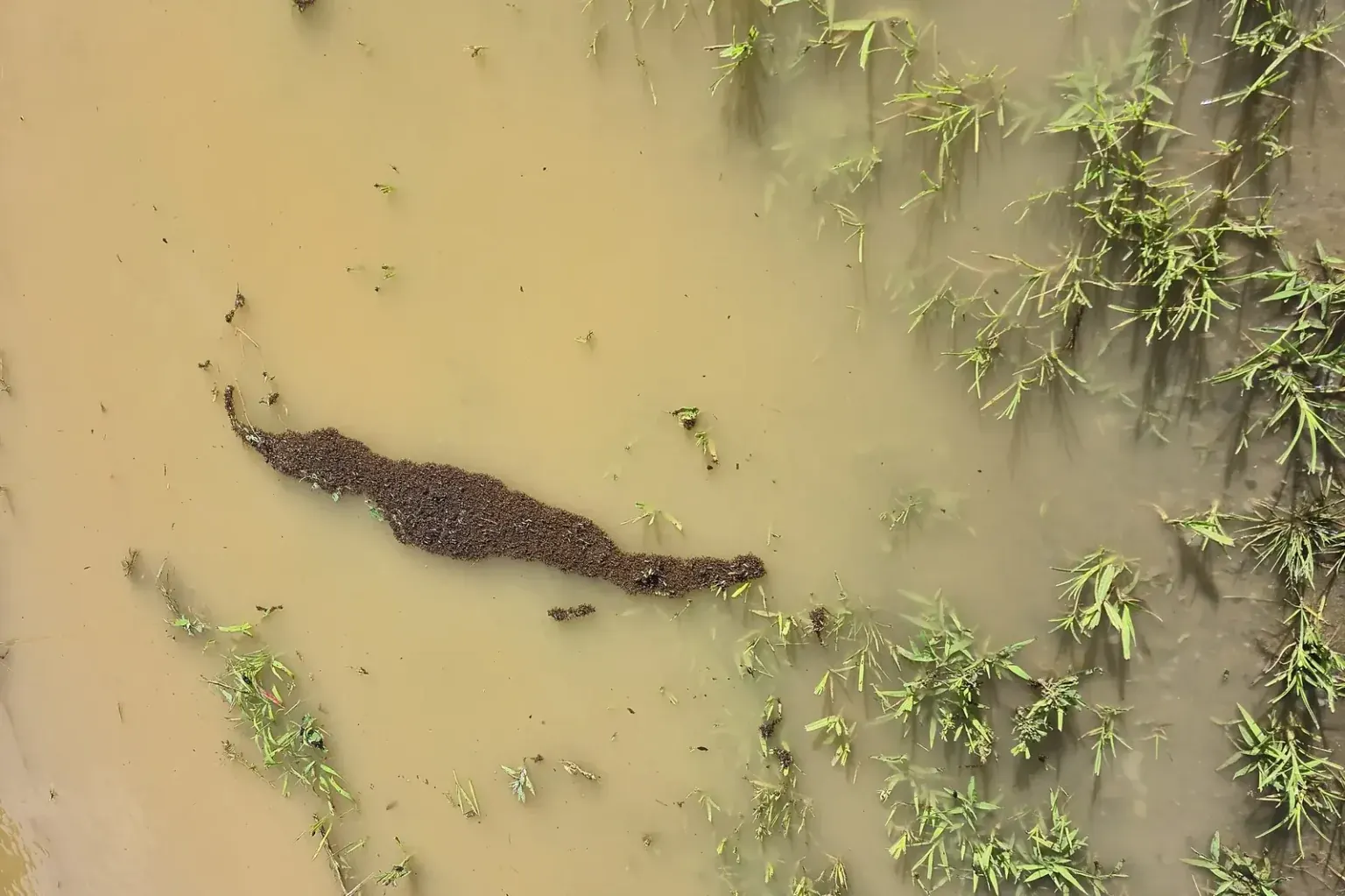 Fire ants rafting on floodwater — heavy rain events push colonies to high ground in Clermont FL lakefront neighborhoods