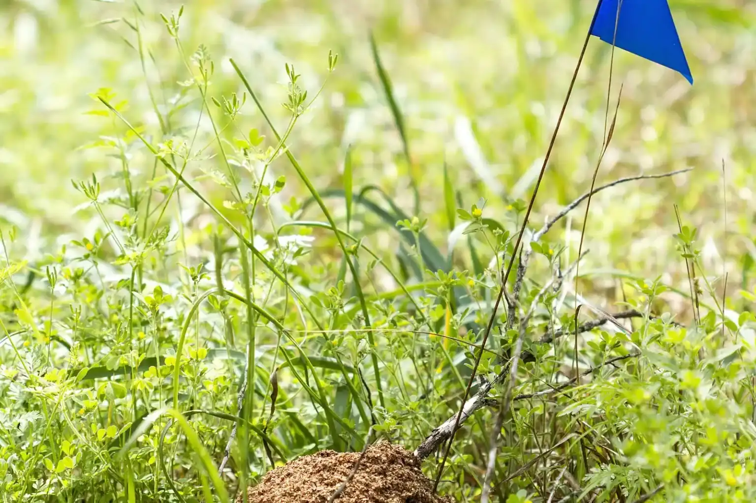 Fire ant mounds flagged in a lawn — vacant-lot reinvasion keeps Palm Bay FL yards on repeating broadcast bait schedules