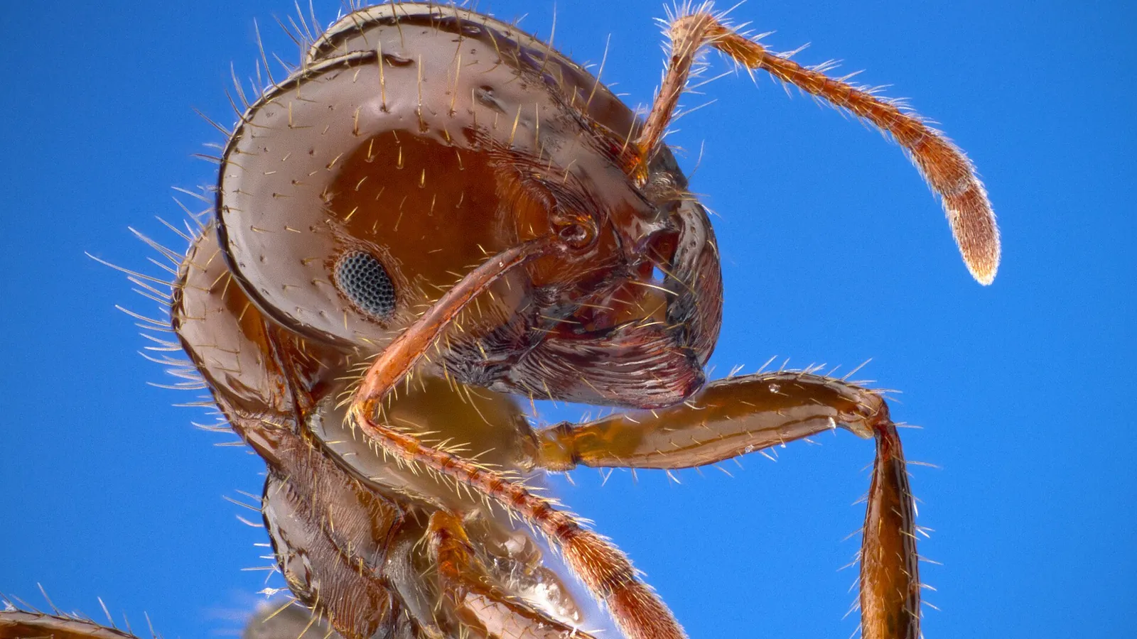 Close-up of a red imported fire ant (Solenopsis invicta) worker — the species behind most Lakeland FL mound calls handled by the licensed local pest pro you're matched with