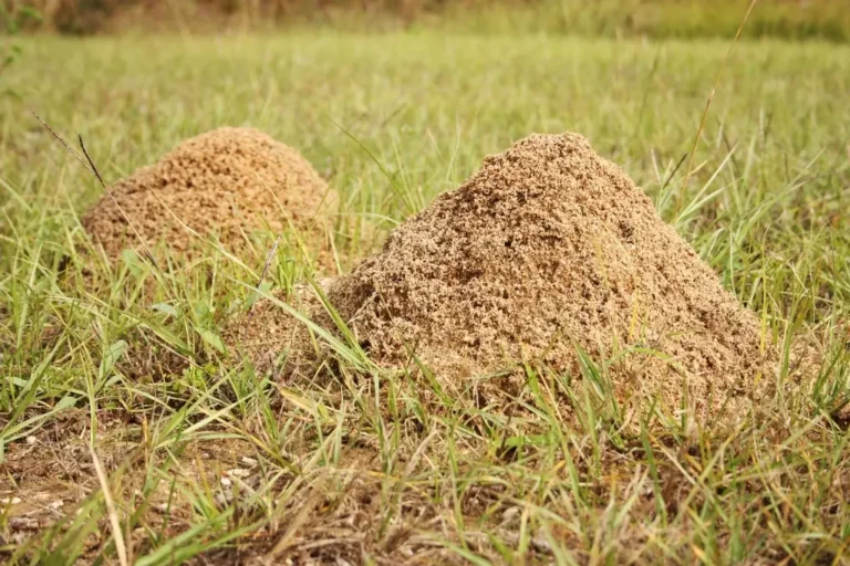 Twin fire ant mounds pushed up through a mowed lawn — typical spring pattern in Mulberry FL