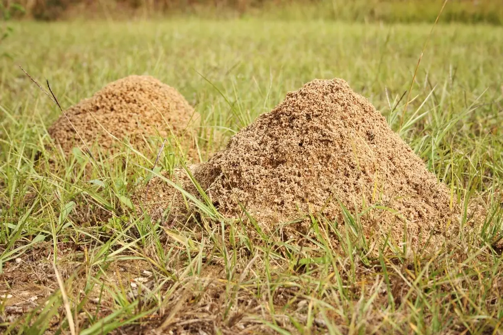 Twin fire ant mounds pushed up through a mowed lawn — typical spring pattern in Mulberry FL