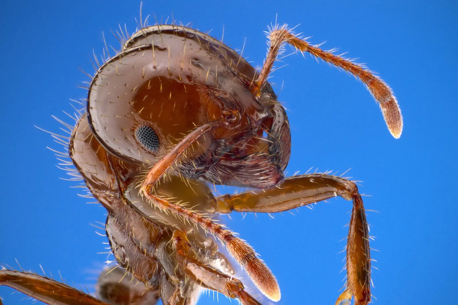 Fire ant close-up — Homestead FL's farm-edge subdivisions inherit fire ant pressure with every acre of former Redland farmland