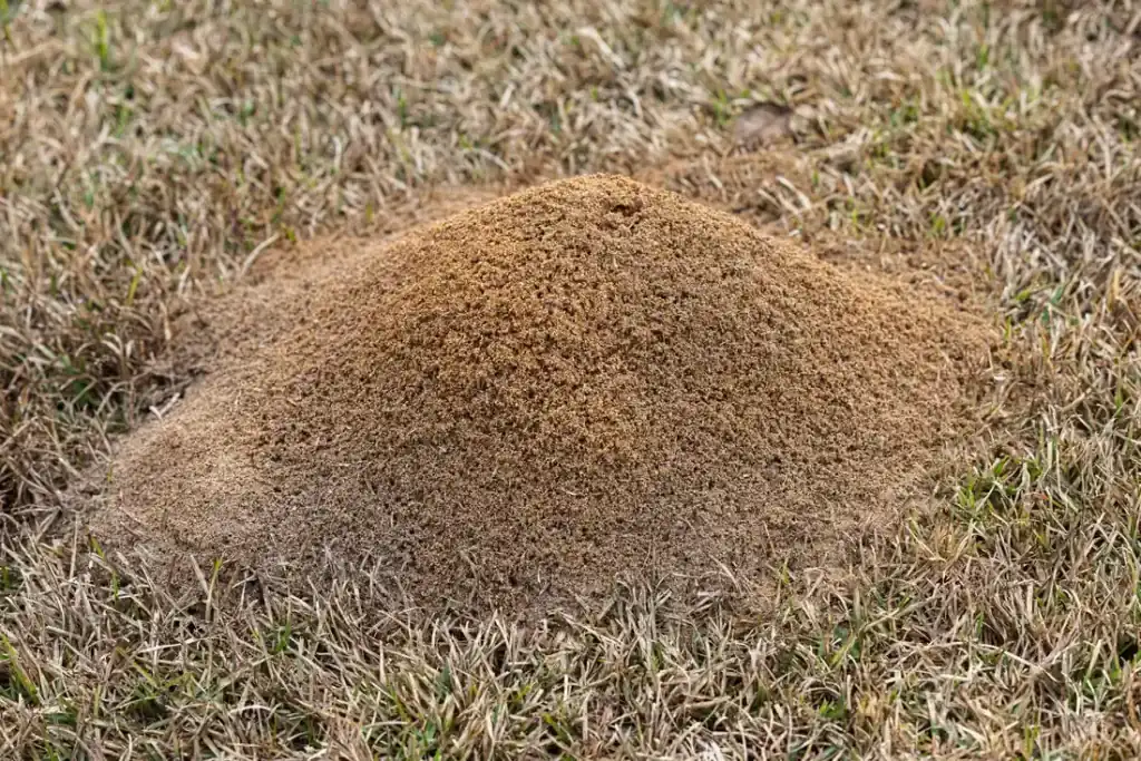 Fire ant mound in irrigated lawn turf — the signature pest pressure across The Villages FL's golf-course landscape
