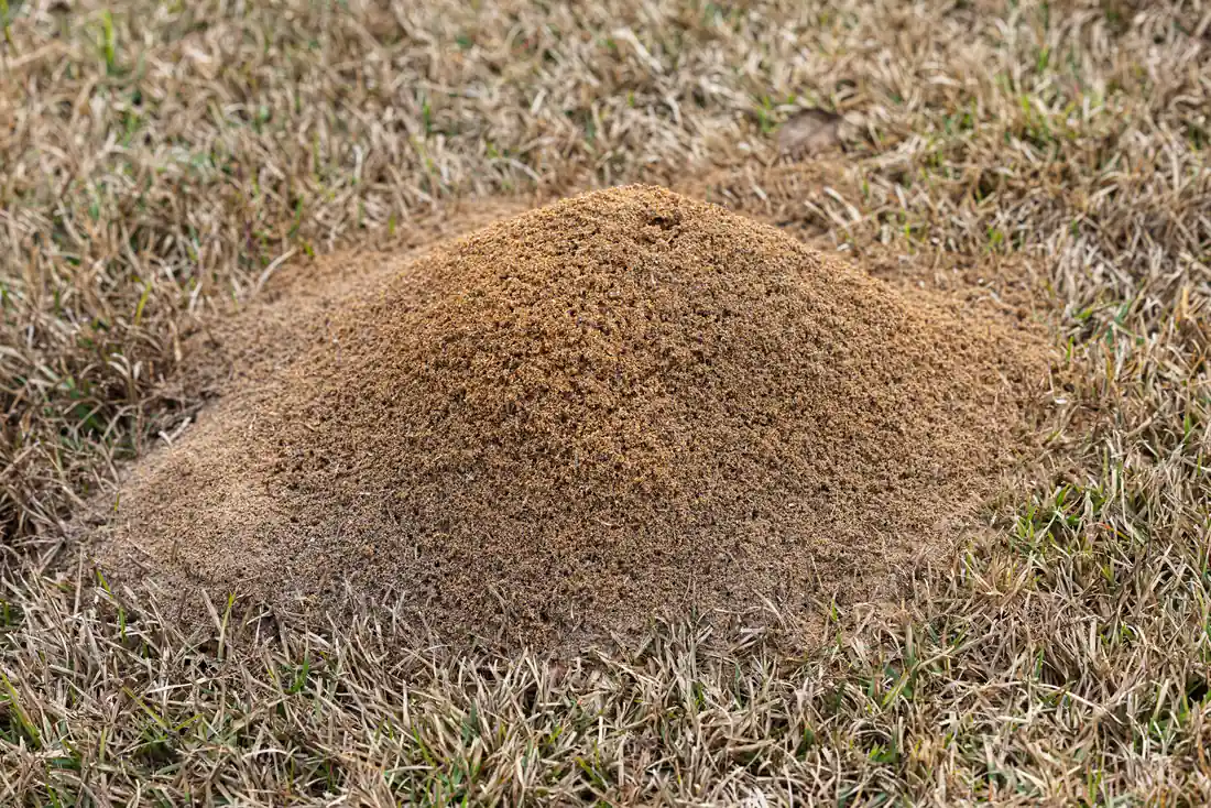 Fresh red imported fire ant mound pushed up in a Polk County lawn after summer rain, a sign of a relocated colony