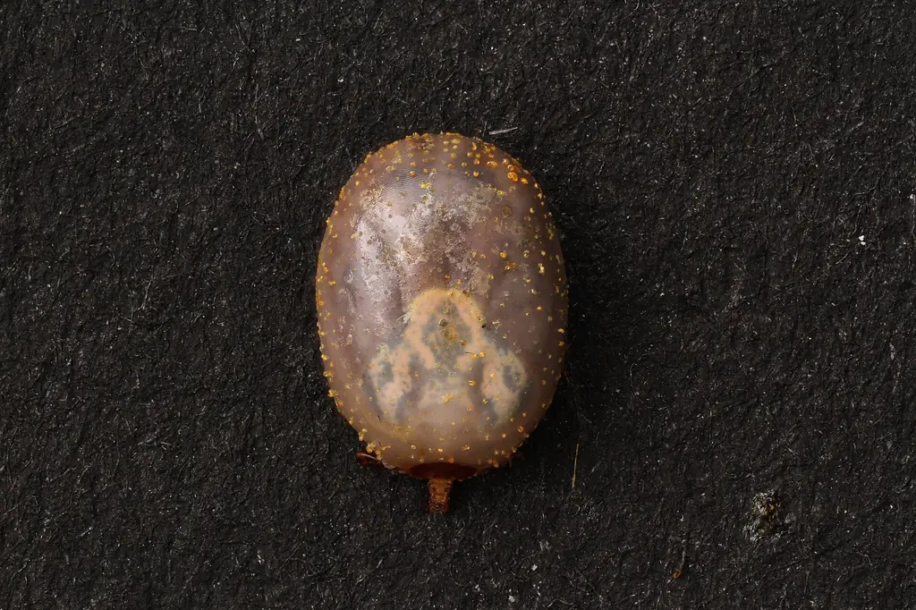 Lone star tick in dorsal view — ticks and fleas ride into Lakeland FL homes on pets year-round