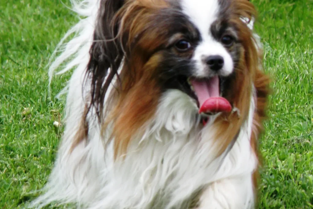 Dog crossing a Florida lawn — the main flea shuttle between yard and living room in Lakeland FL