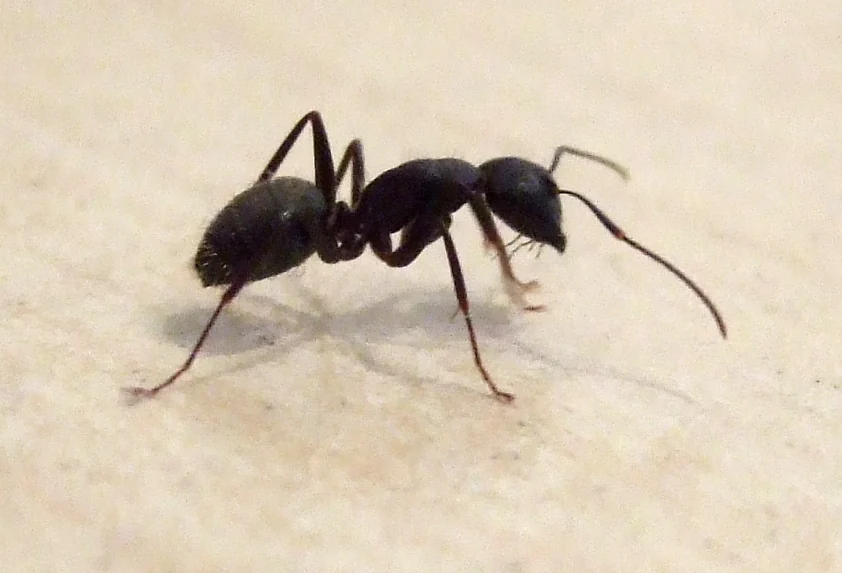 Florida carpenter ant worker — the moisture-following species that Apopka FL's irrigated nursery-country lots recruit