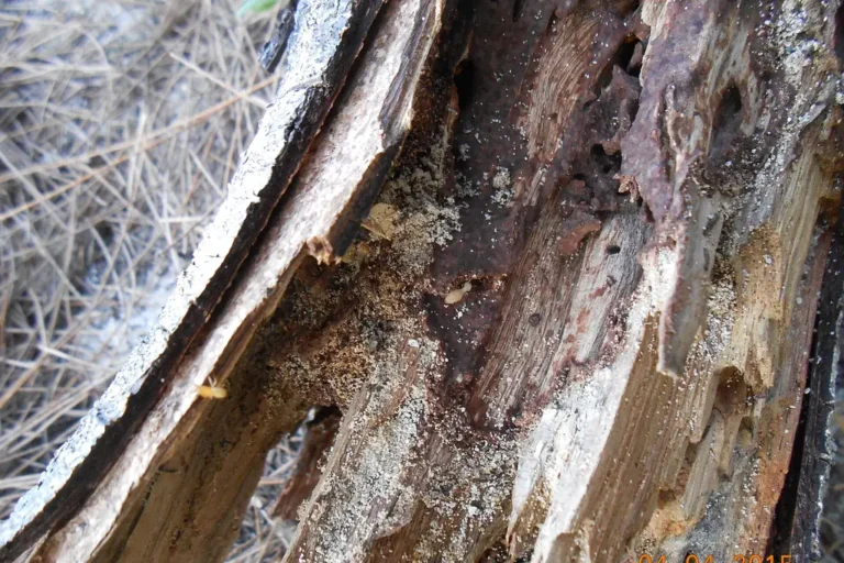 Wood riddled by termite feeding galleries — the hidden damage drywood colonies leave inside Polk County FL homes