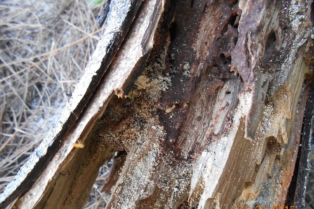 Wood riddled by drywood termites — the coastal species working Jupiter FL's older beach cottages and inlet-district trim