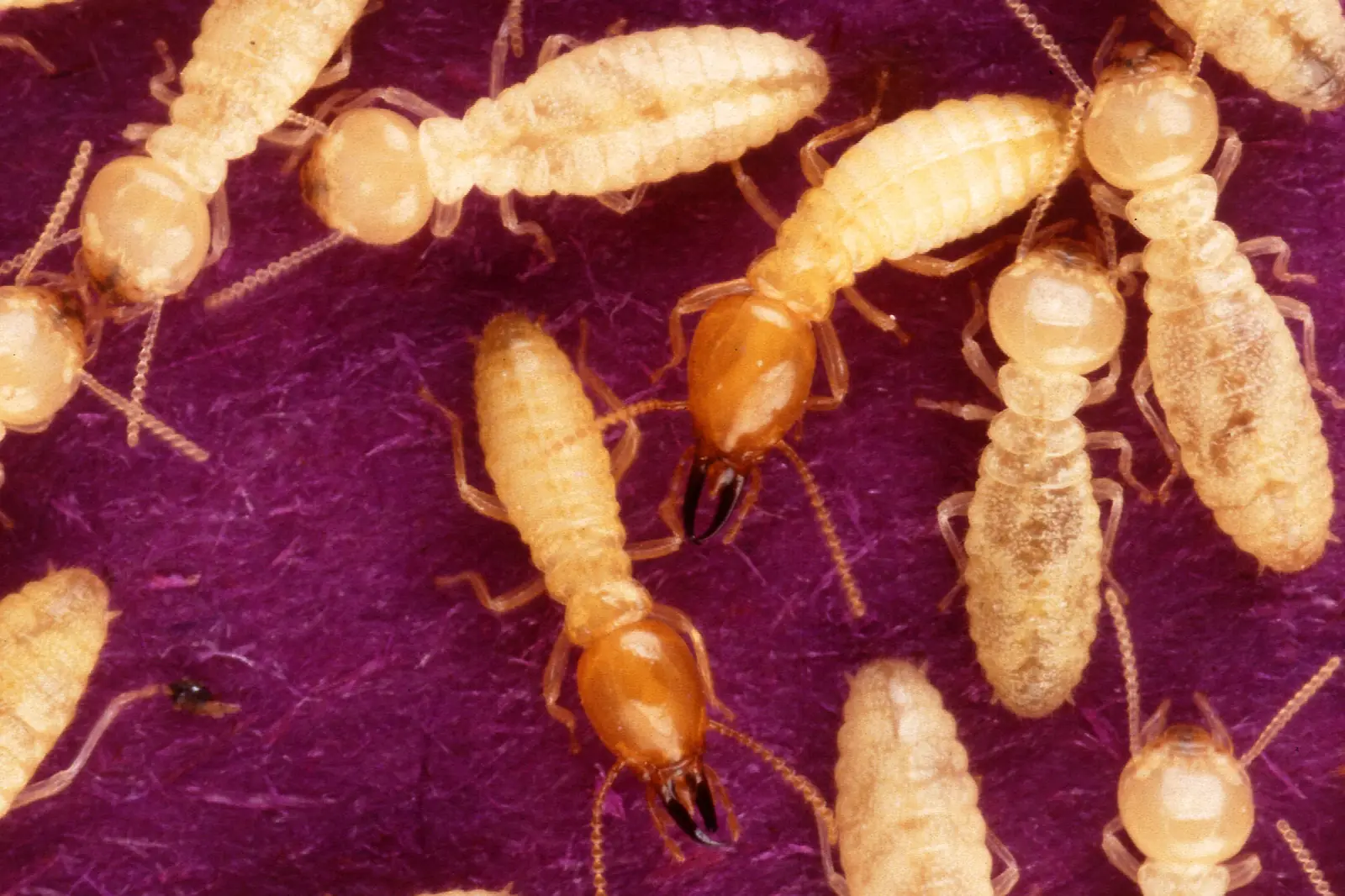 Formosan subterranean termite soldiers — the aggressive large-colony species documented around Jacksonville FL's riverfront core