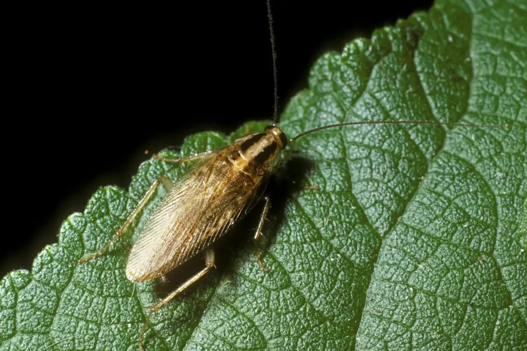 Blattella asahinai, the Asian cockroach — the near-identical German cockroach lookalike common around Lakeland FL