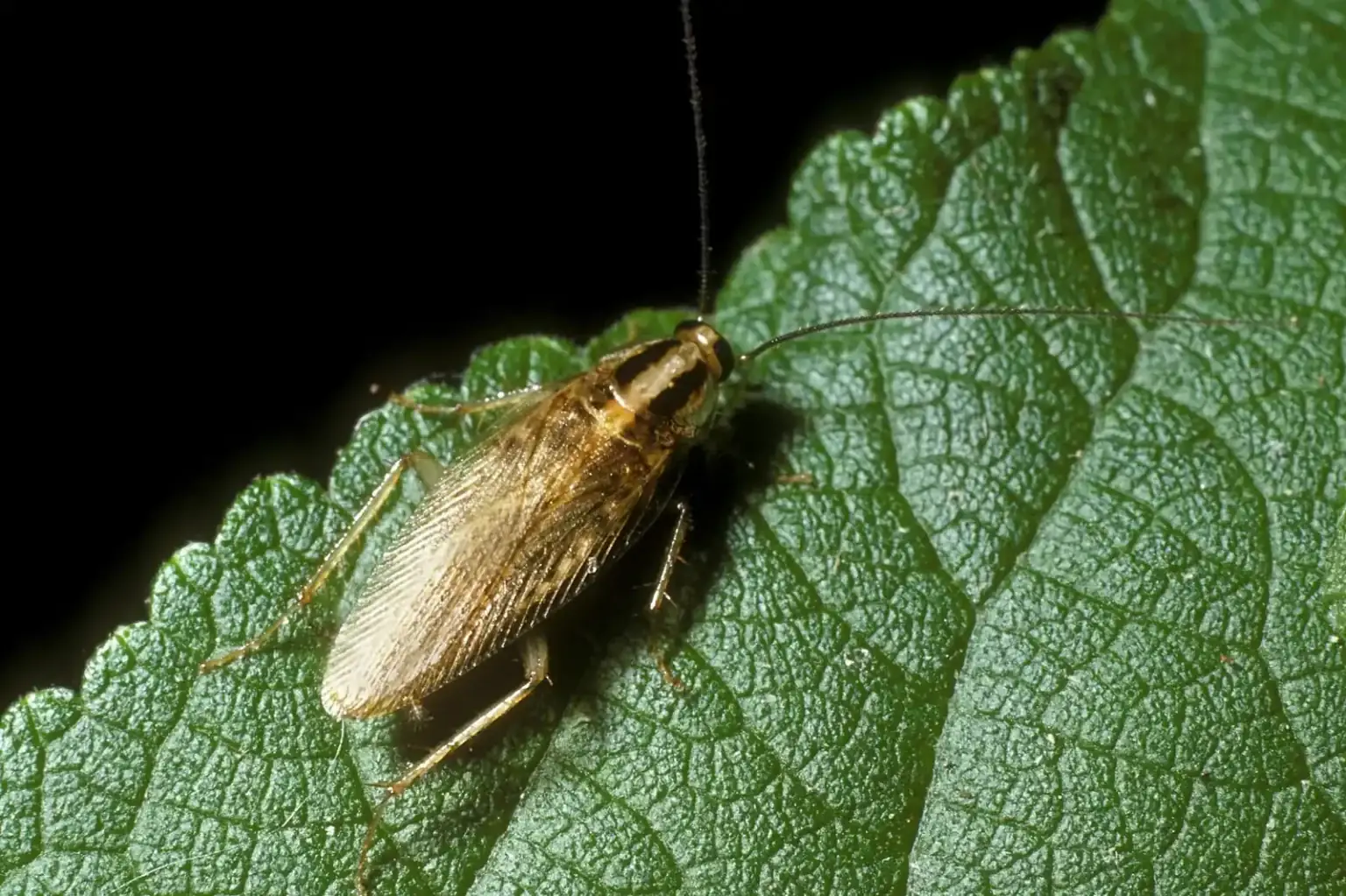 Small cockroach close-up — lease-turnover roach introductions define Gainesville FL student housing pest pressure