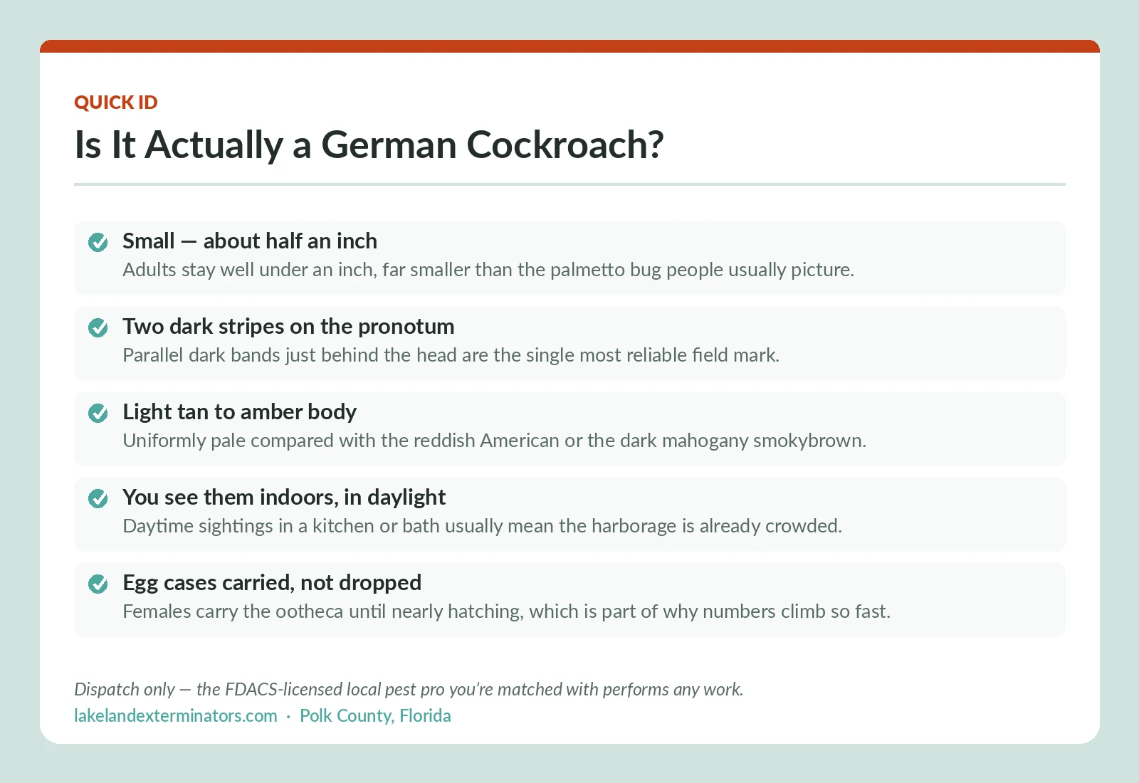 Polk County FL quick identification checklist for German cockroaches: half-inch size, two dark pronotum stripes, tan body, daytime indoor sightings and carried egg cases