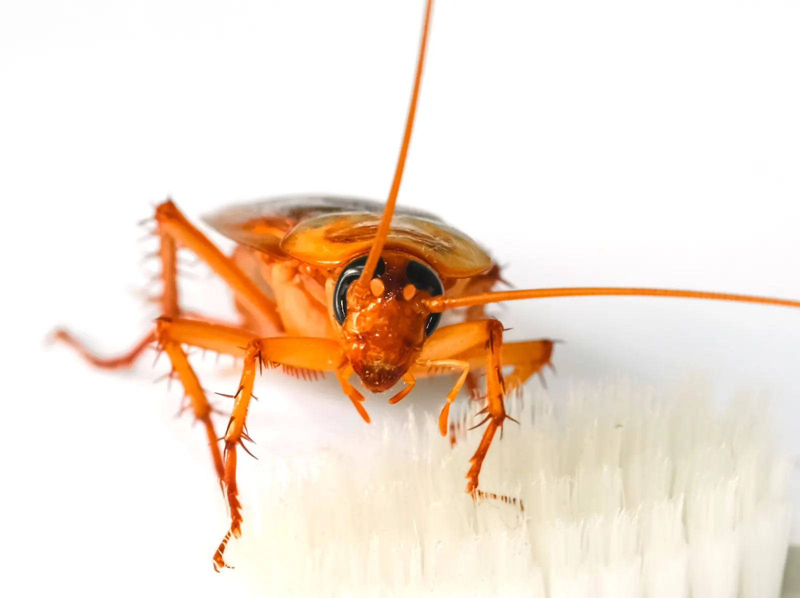 German cockroach macro — the shared-wall traveler behind Miami FL multifamily roach infestations