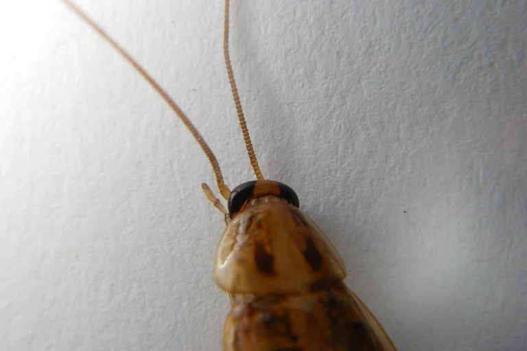 Adult German cockroach on a light wall, the small indoor roach species distinguished from the larger palmetto bug common in Lake Wales FL yards and groves
