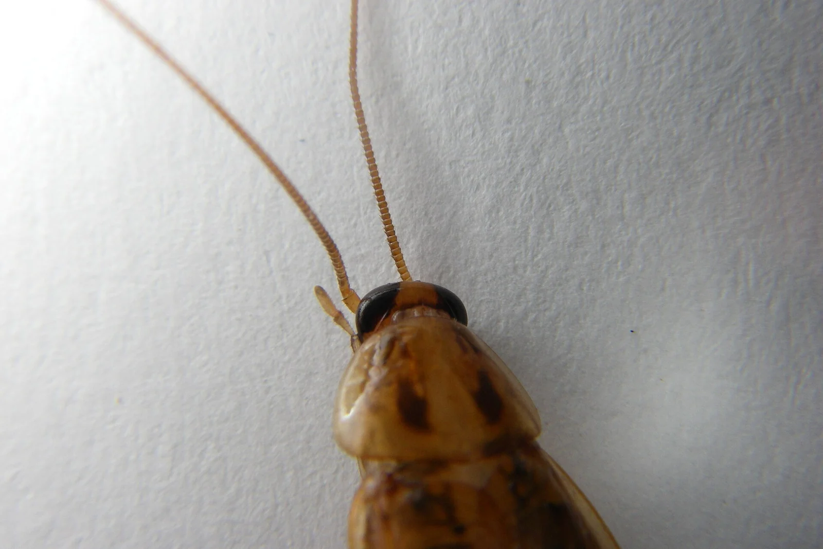 German cockroach up close — the small indoor-breeding species behind most Tampa FL kitchen roach infestations
