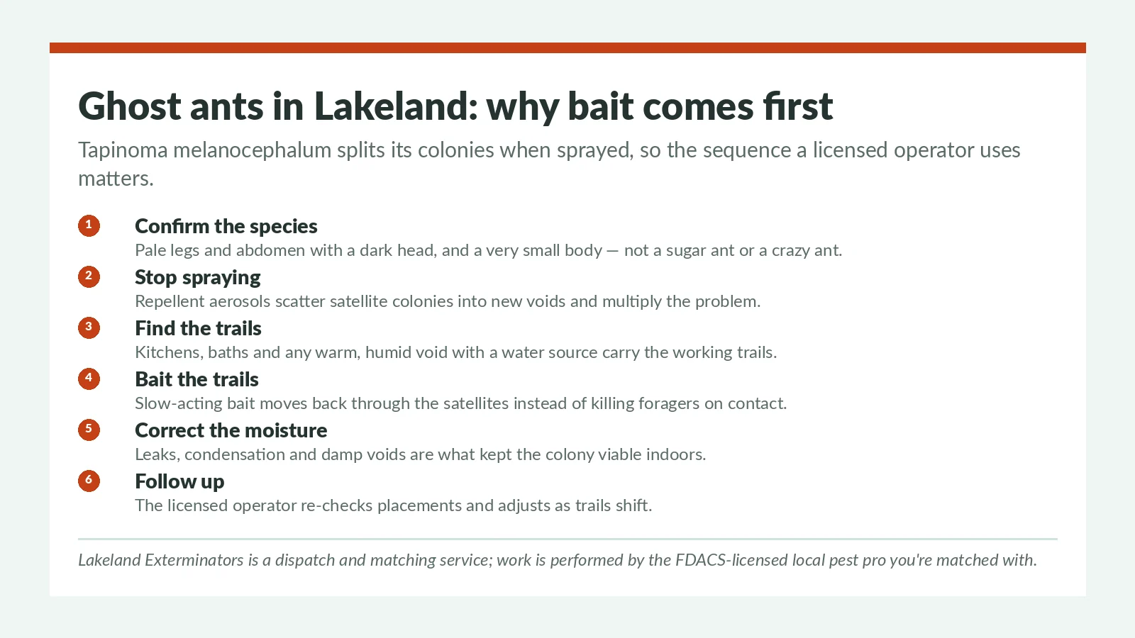 Ghost ant control steps for Lakeland FL homes — confirming Tapinoma melanocephalum, stopping repellent sprays, and the bait-first trail sequence used by the licensed local pest pro you're matched with