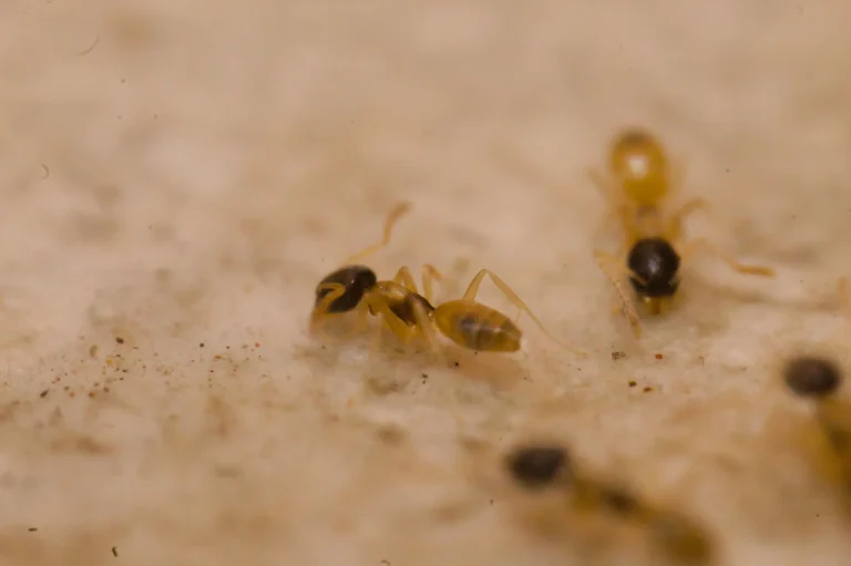 Ghost ant trail on a kitchen counter — the first-year interior pest of Lake Nona FL’s new-build homes