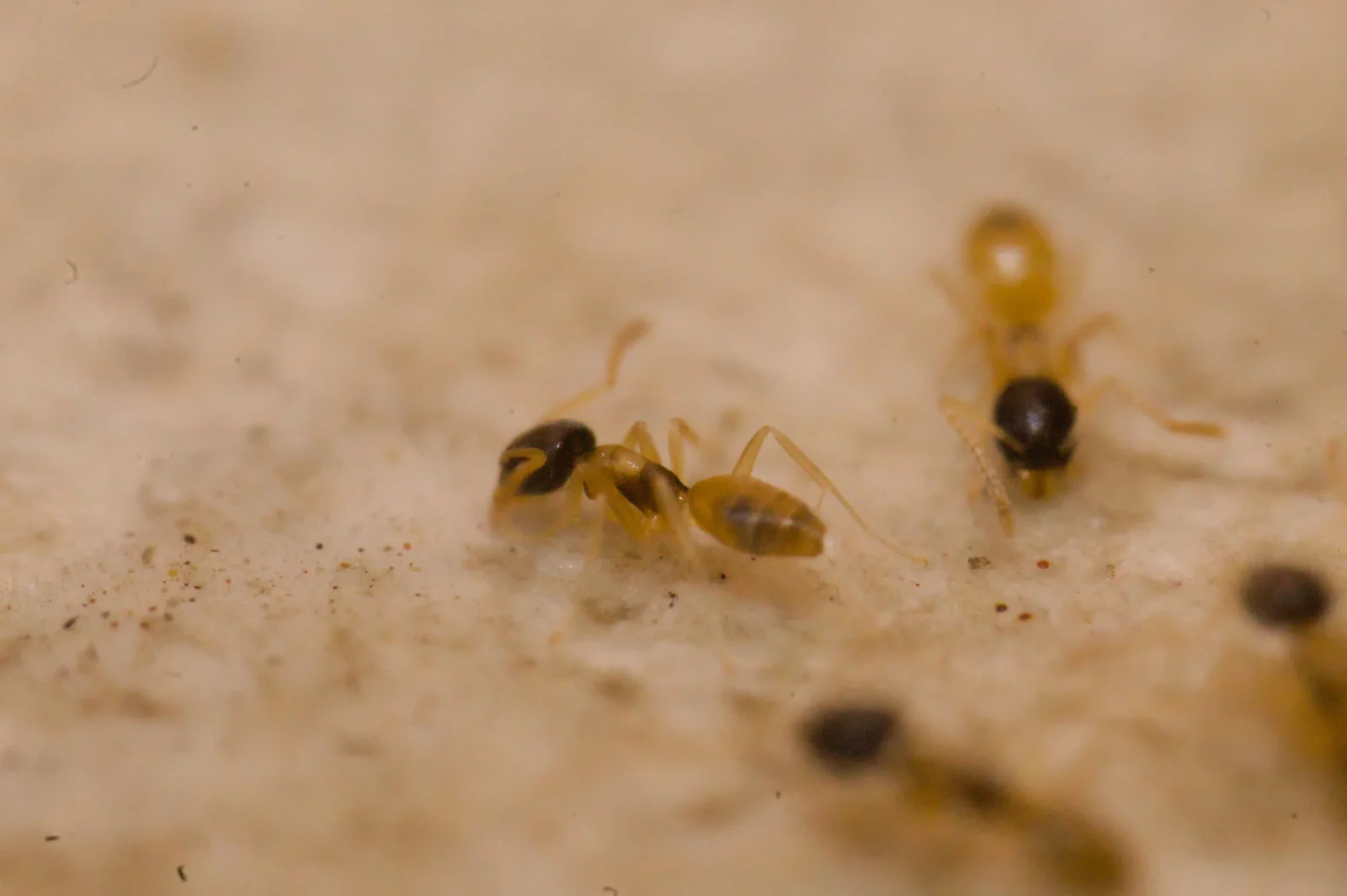 Ghost ant trail on a kitchen surface — the most common indoor ant call across Ocoee FL's subdivision kitchens