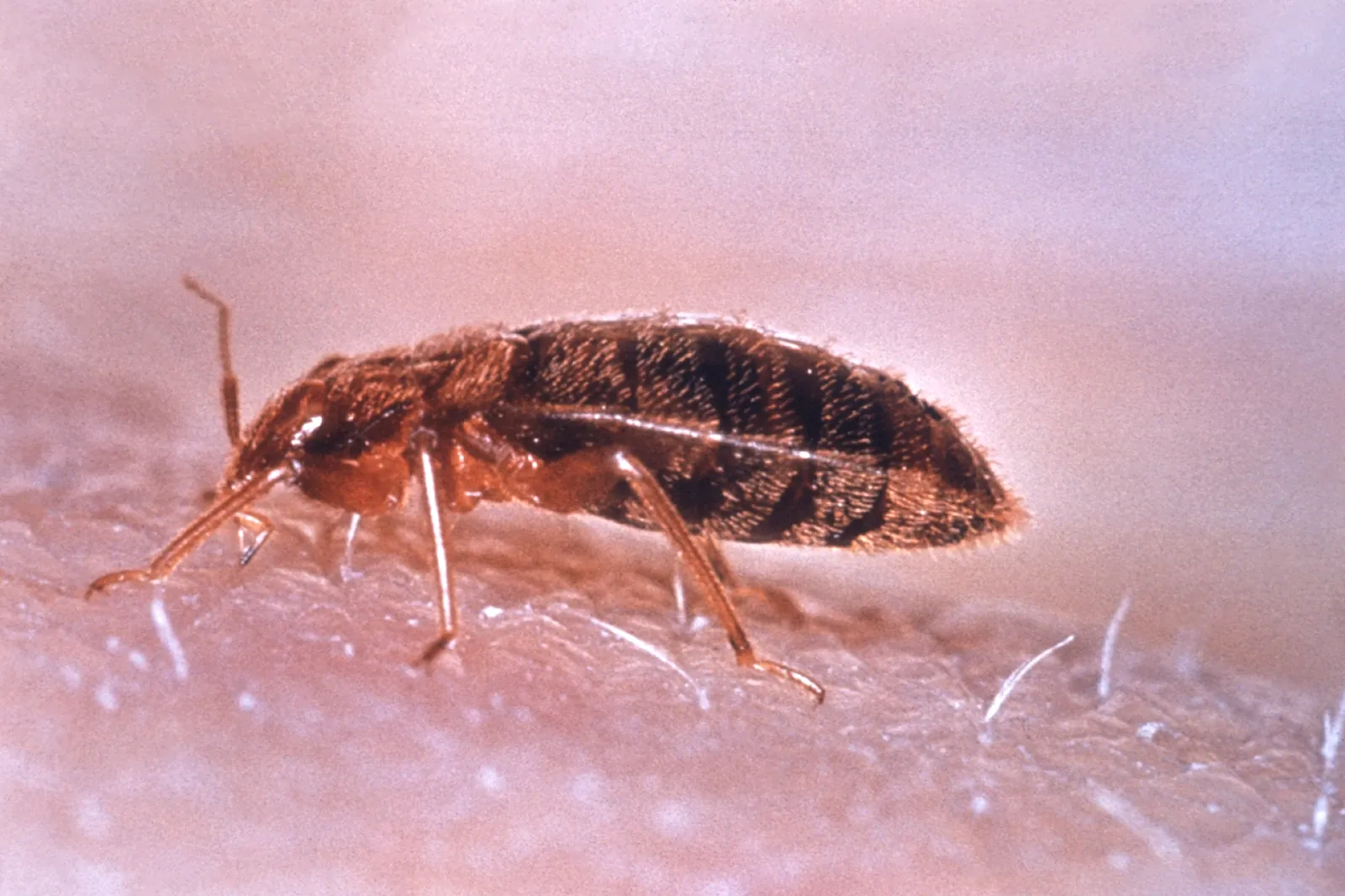 Adult bed bug (Cimex lectularius) — the apple-seed-sized hitchhiker behind Orlando FL treatment calls