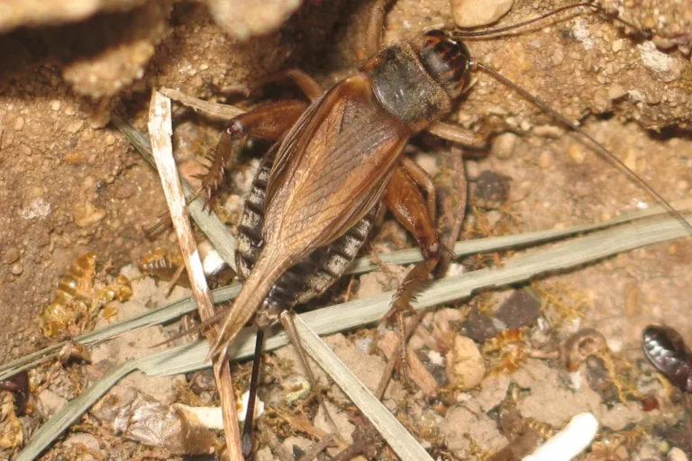 House cricket (Acheta domesticus) — the night-time chirper behind most Lakeland FL cricket calls