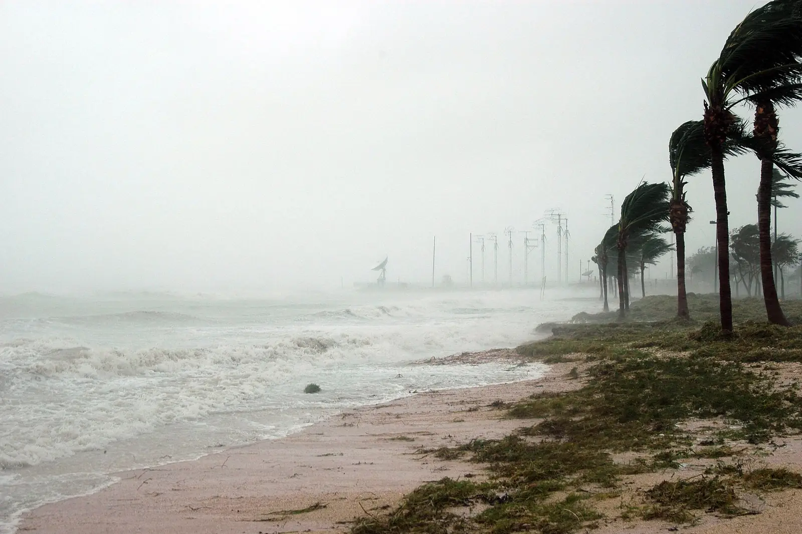 Palms bent in hurricane-force wind and rain, the storm conditions that displace pests into Florida homes