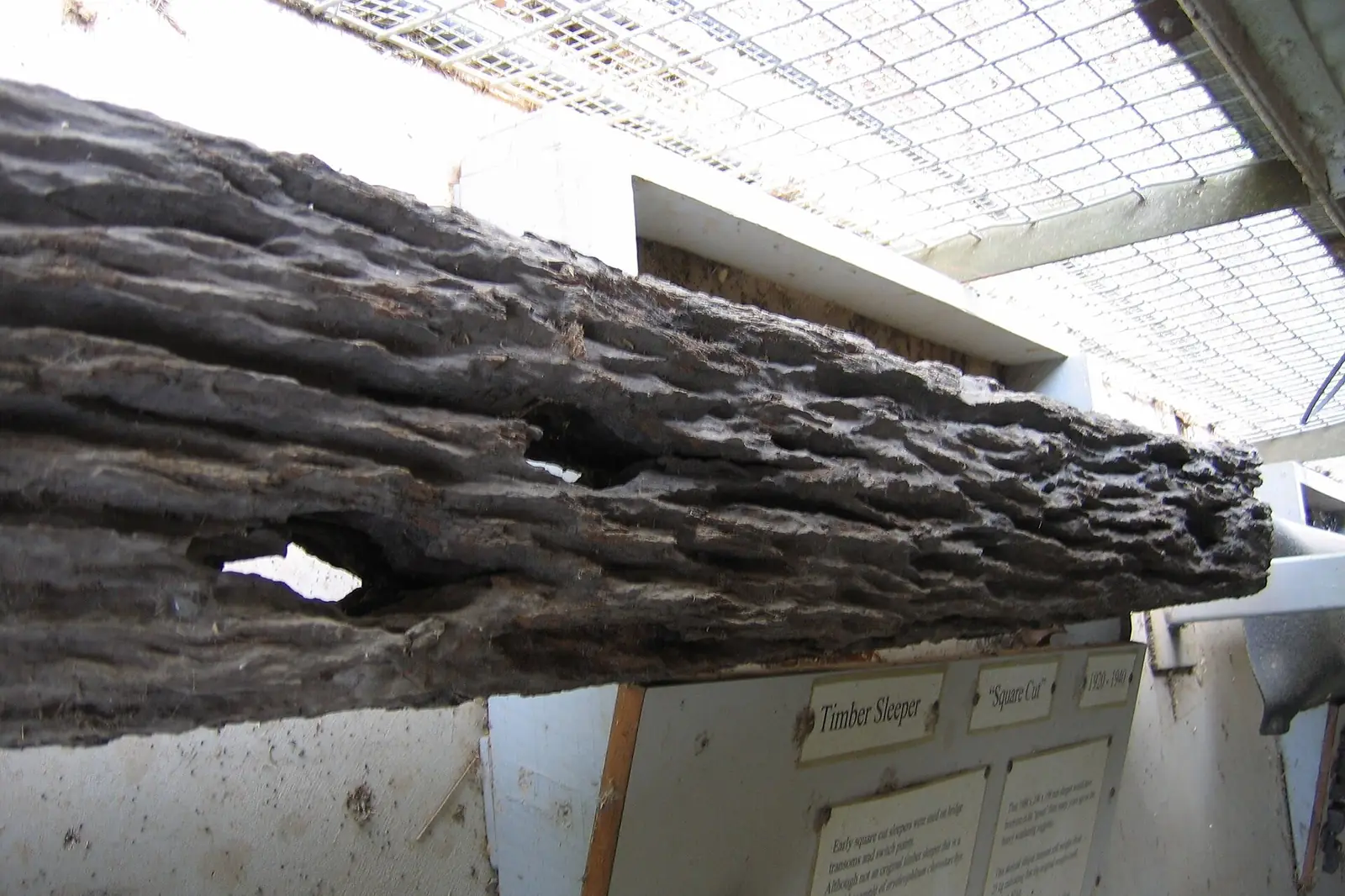 Hollowed structural beam showing subterranean termite damage — the risk carried by DeLand FL's historic heart-pine frame homes